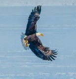 Coming in For a Landing