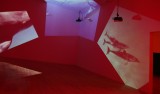 Bottlenose Dolphins Heading for the Door