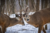 Sparring Partners