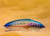 1st Place - Portuguese Man o War