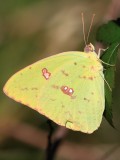 Yellow Butterfly