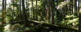 If a Tree Fell...