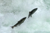 Against the Flow