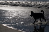 Dog in Diamonds