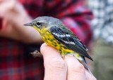 Magnolia Warbler