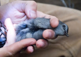 Gray Catbird