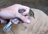 Swainsons Thrush