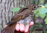 Hermit Thrush