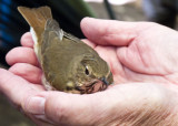 Hermit Thrush