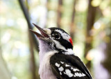Downy Woodpecker (m.)