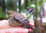Yellow-rumped Warbler