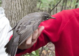 Gray-cheeked Thrush