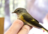 American Redstart (f.)