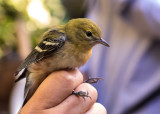 Bay-breasted Warbler