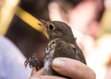 Swainsons Thrush