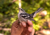 Black-and-white Warbler