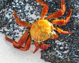 Sally Lightfoot Crab