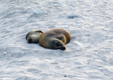 Sea Lions