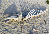Whale skeleton (composite)