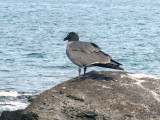 Lava Gull