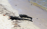 Marine Iguanas