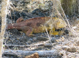 Land Iguana