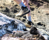 Tagus Cove---Flightless Cormorant nesting on step