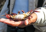 Molting crab