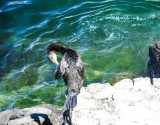 Flightless Cormorant