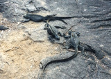 Marine Iguanas