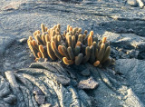 Lava Cactus