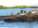 Flightless Comorants and a (hard to see) Galpagos Penguin