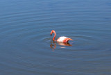 Our first American Flamingo