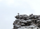 Nazca Booby