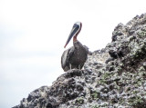 Brown Pelican