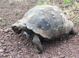 Galpagos Tortoise---Isla Santa Cruz