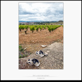 Etapa 6 · Torres del Río-Logroño