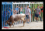 Tardes de bous  16/08/2014