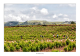 Ultimos campos de viñedos, pronto los campos de cereales irán ganando terreno progresivamente a la vid