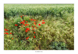 Las amapolas dan una nota de colorido al verde cereal