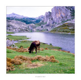 Llac Enol • Llacs de Covadonga, al Principat d'Astúries