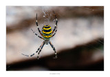 04/10/2015 · Argiope bruennichi
