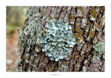 05/10/2015 · Liquen sobre l'escorça d'un arbre