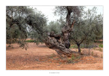17/10/2015 · Olivera, Canet lo Roig
