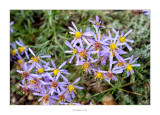 20/10/2015 · Flors en la Ballestera, Rossell