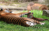 Leanne is an unusually caring mama tiger. mImg_0693cr.jpg