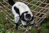 Lemur. #0383