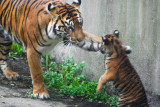  Very patient, she definitely has Cubs attention. #0886