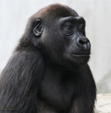 Gorilla and Tiger Cubs + Plexiglass - June 7th & May visits