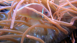 Pink Skunk Clownfish snuggled in anemone